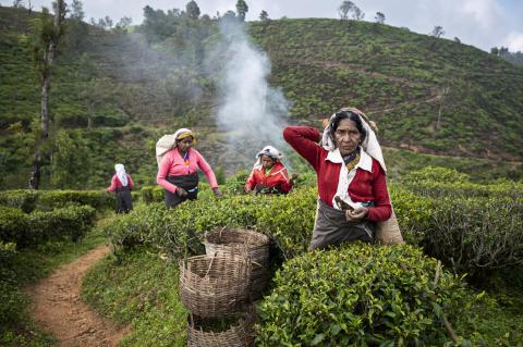 In Sri Lanka’s hill country, four women harvest tea leaves by hand. 
