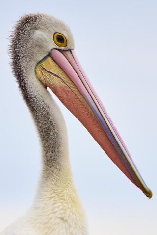 An Australian Pelican 