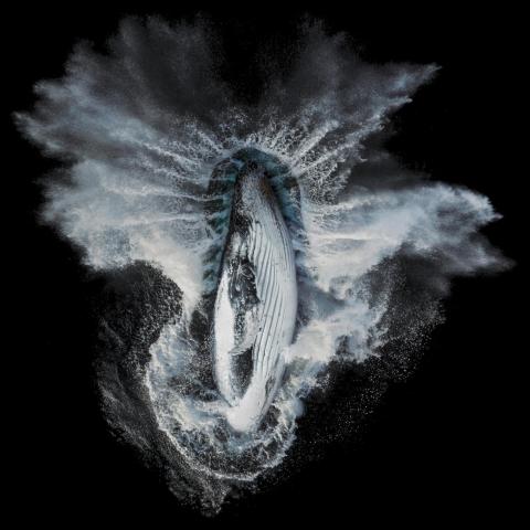 Humpback whale breaching, Photo taken from above