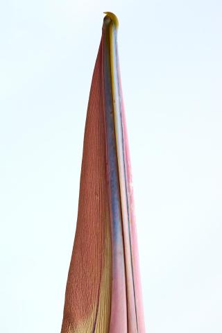 An abstract and Minimalist presentation of a  Pelican Beak