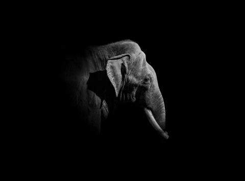 An elephant emerges from the shadows.