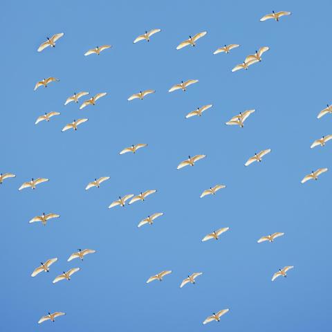 A flock of Australian  White Ibis 