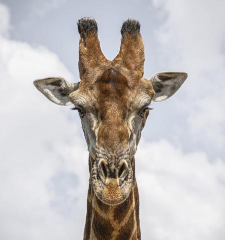 Front on view of a giraffes face