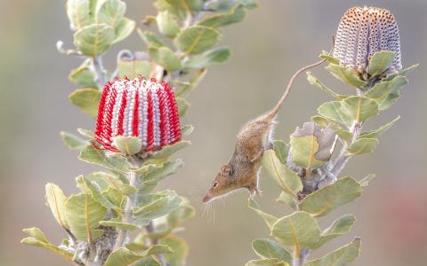 Honey possum in banksia bush