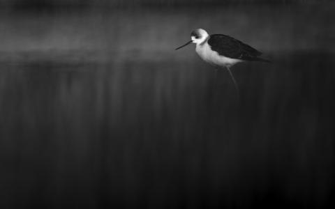 Bird in tall grass in black and white
