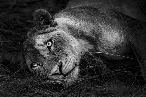 Lioness laying down Black and White