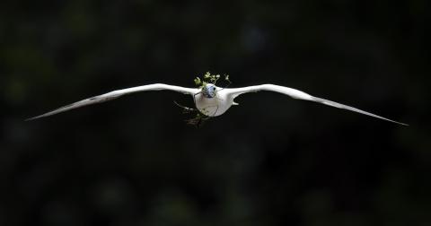 Bird in mid flight with extended wing span