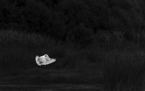 2 white birds flying through grasslands in black and white
