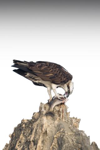 Image by Alexander Forrest